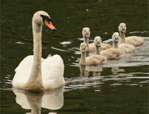 Child and adult exploring the forest path for the Outside section